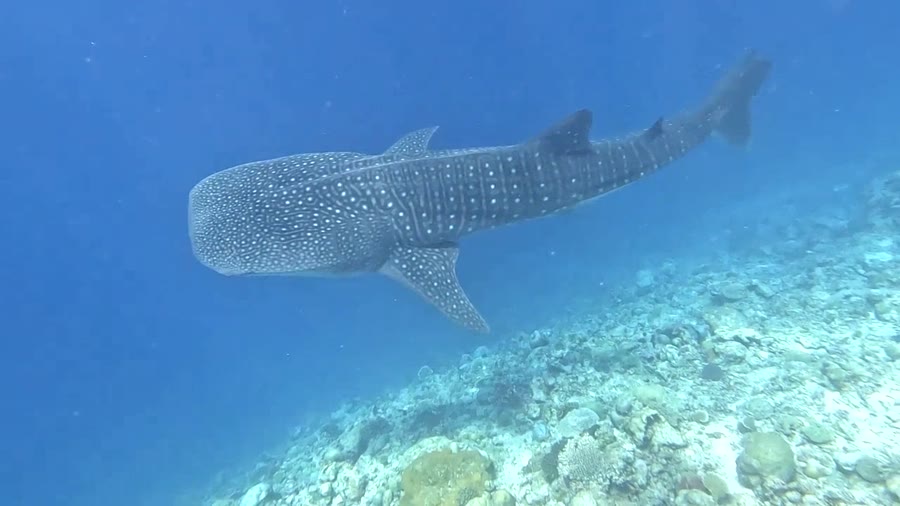 Whale shark in the Maldives