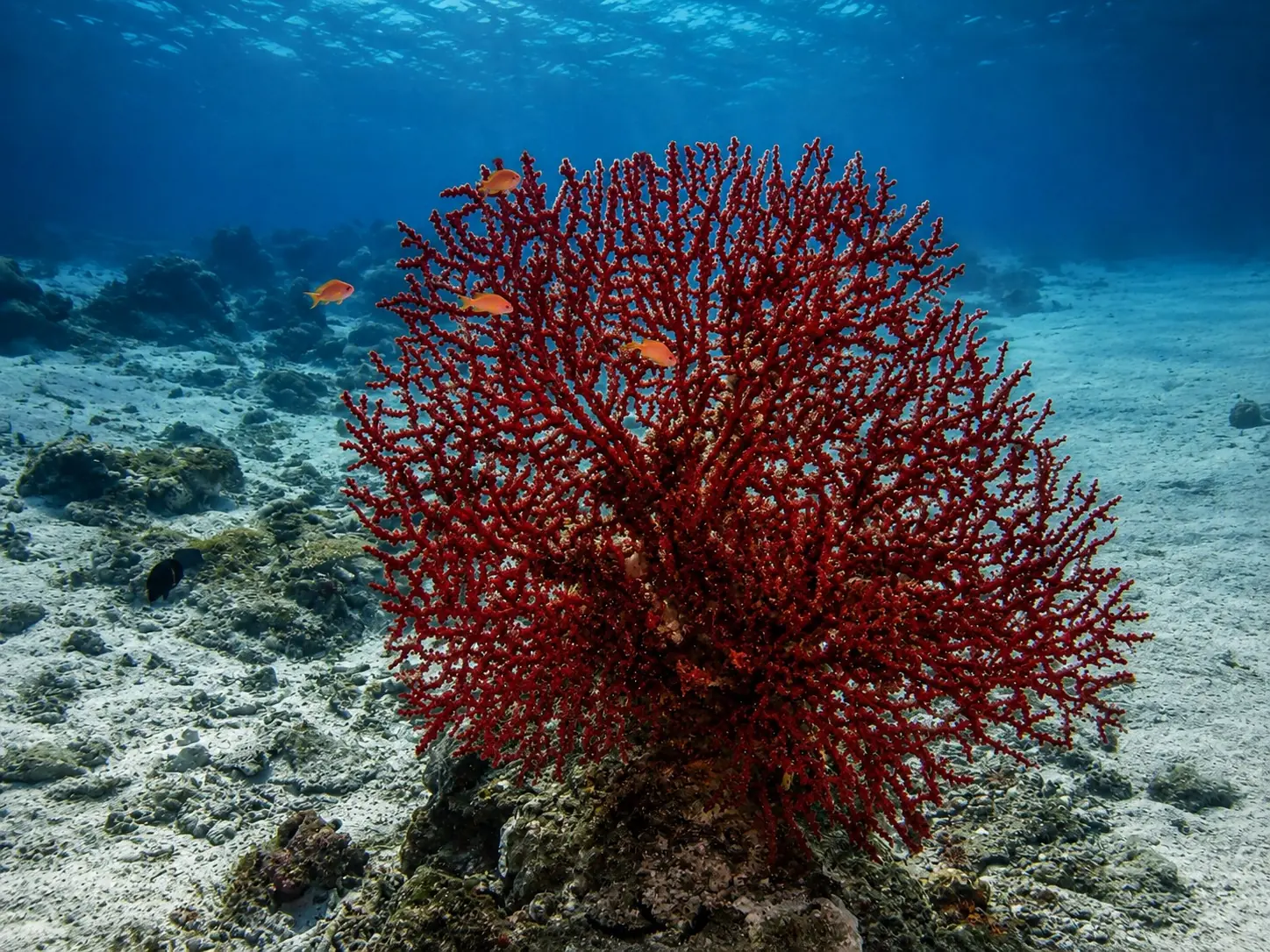 Gorgonian coral