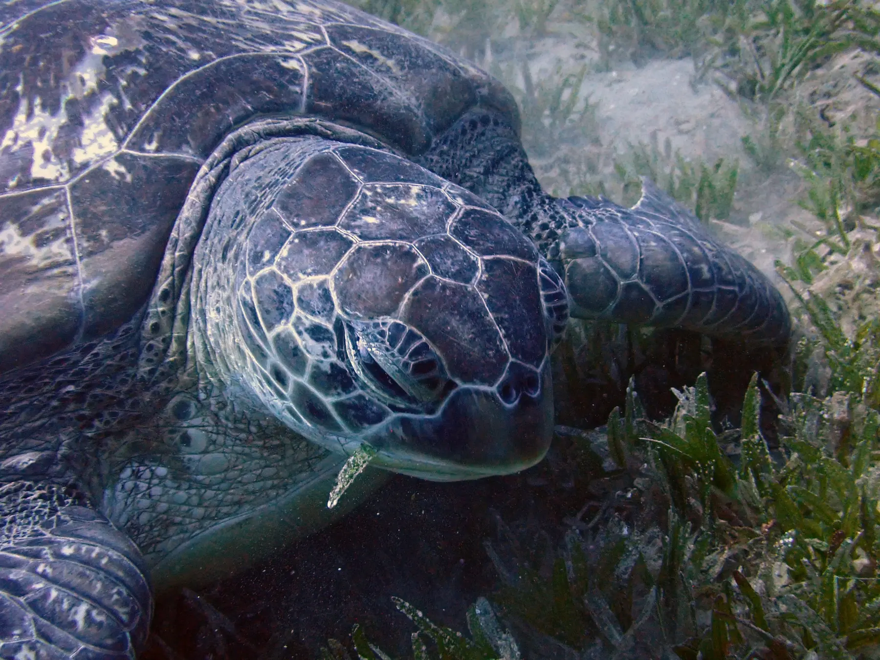 Green turtle