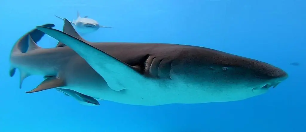 Shark