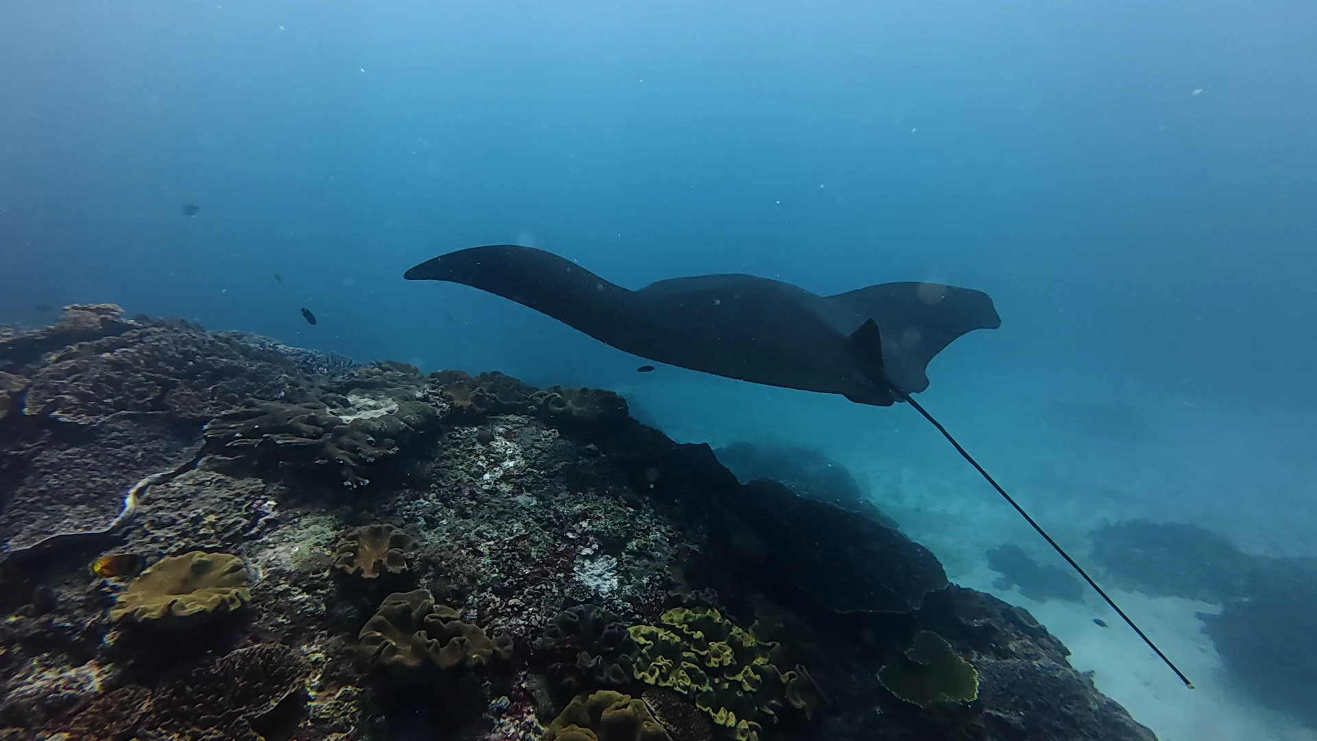 Manta ray in Indonesia