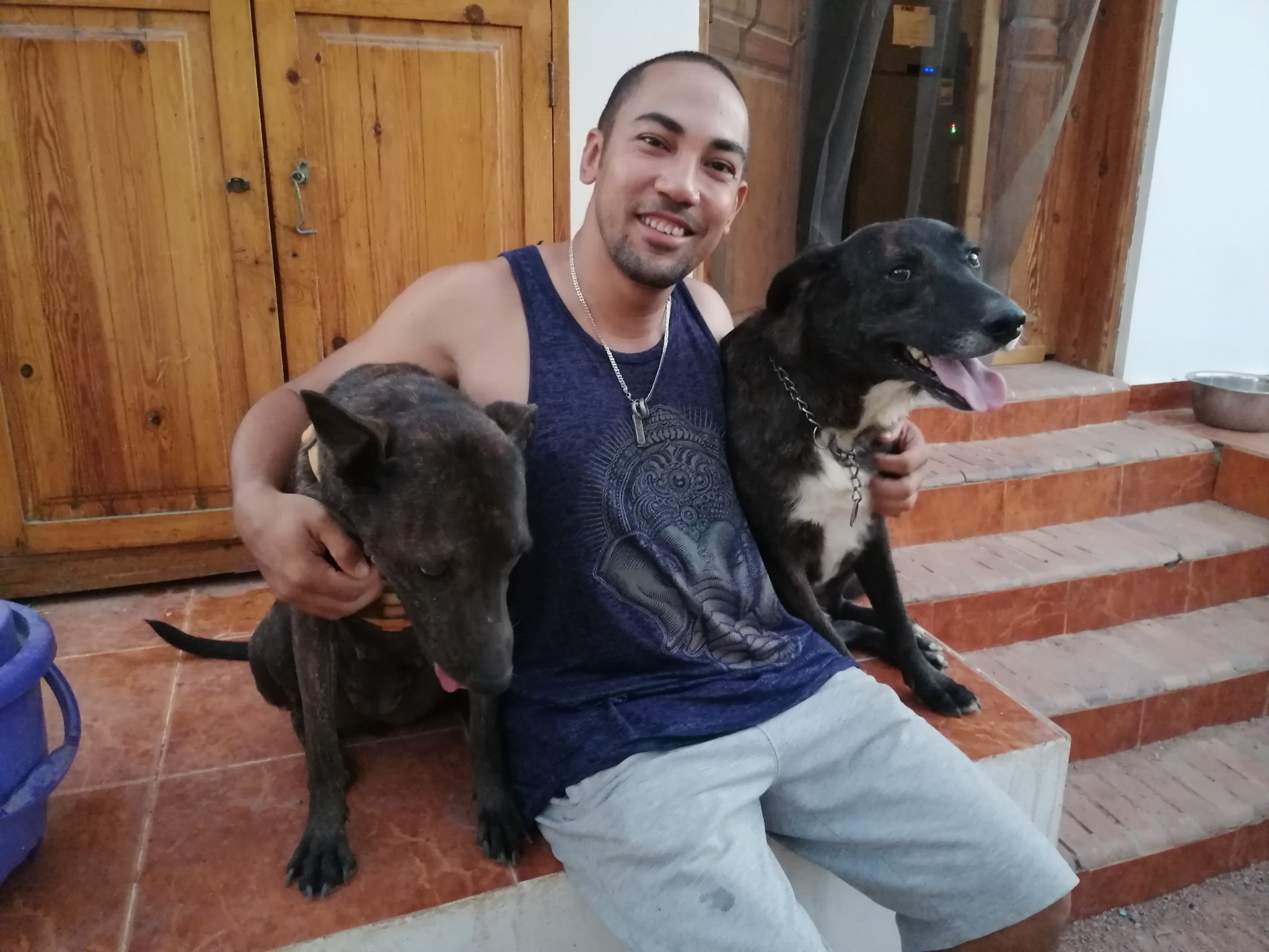 Volunteer experience with dogs